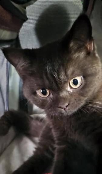 Отдам даром. Британец кот шоколадного окраса