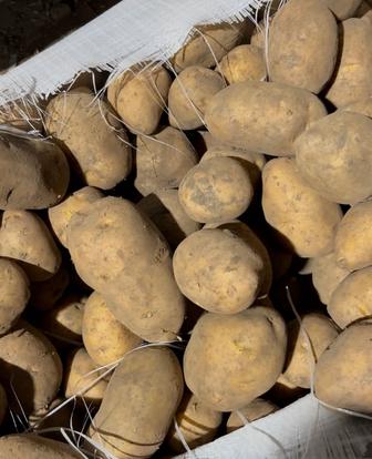 Продам картофель оптом/в розницу