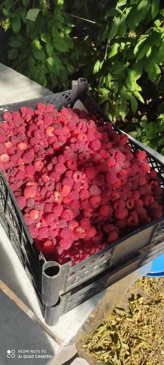 Продам голландскую малину