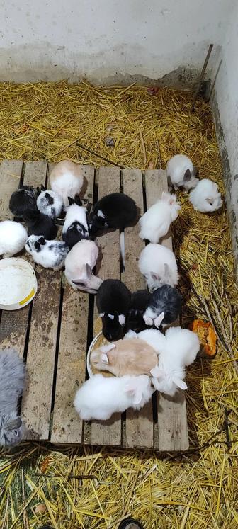 Декоративный кролики