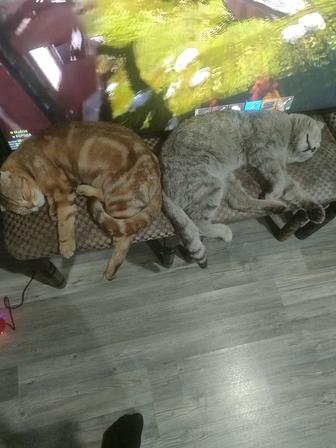 Продам котят чистокровных Шотландцев