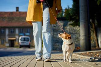 Выгул собак