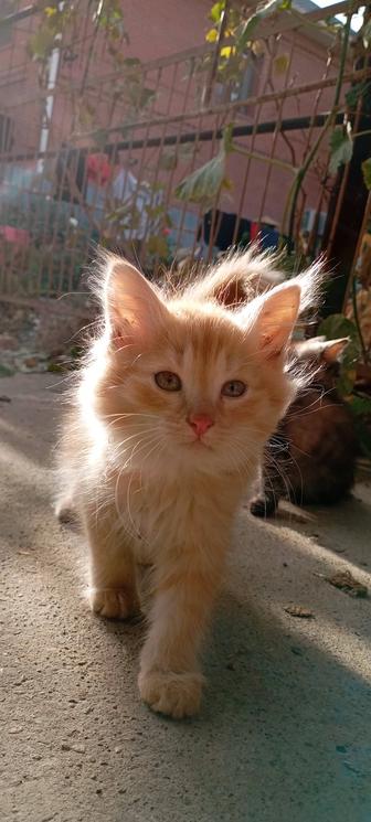Котята