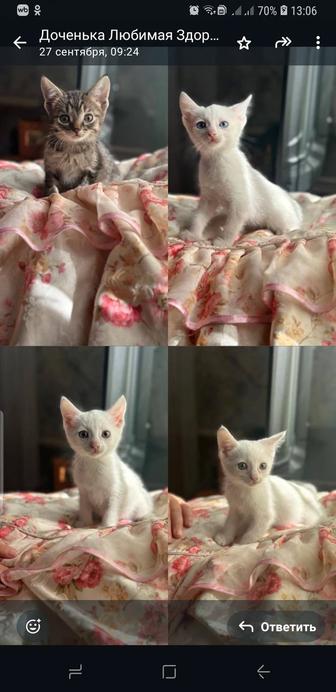 Отдам даром котят