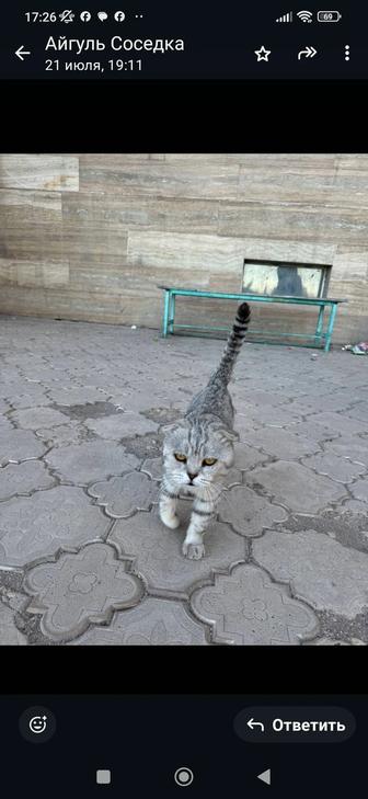 Отдам кота скоттиш-фолд даром