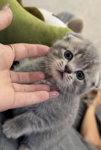 Шотланские котята