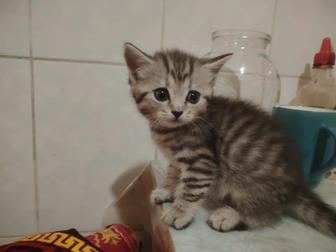 Продам шотландских котят