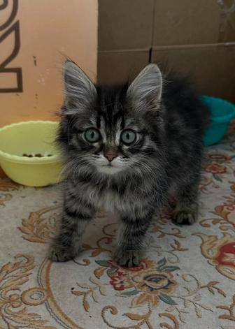 Котята бесплатно