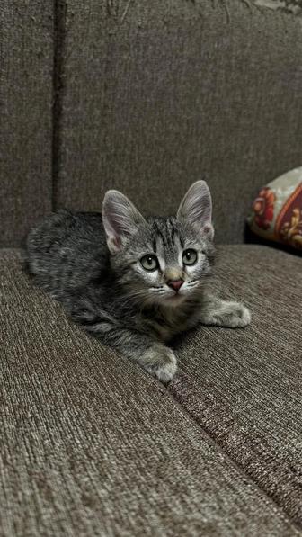 Котенок бесплатно