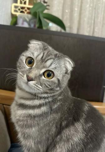 Передержка кошек