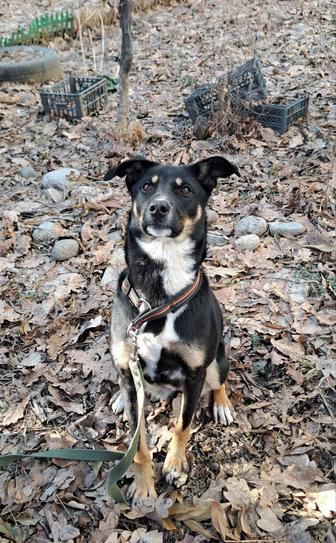 Маргоша, 9 мес. Стерилизована. Ждет свою семью для счастливой жизни