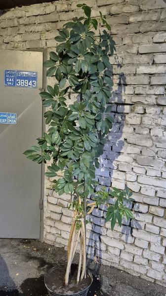 Шеффлера вечнозеленое растение лиана 2.2м.