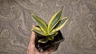 Сансевиерия Крео молодое комнатное растение.