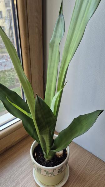 Высокая светлая сансевиерия Муншайн комнатное растение 80см.