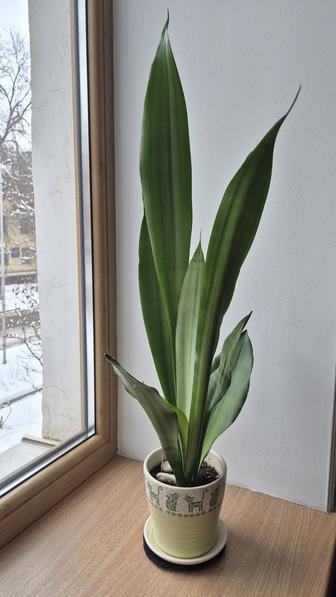 Высокая светлая сансевиерия Муншайн комнатное растение 80см.