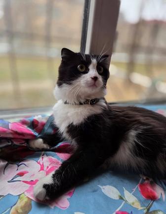 Котенок в добрые руки!