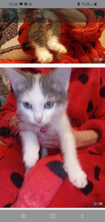 Отдам котят