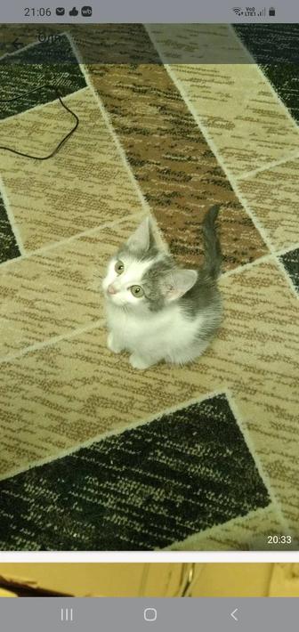 Отдам котят