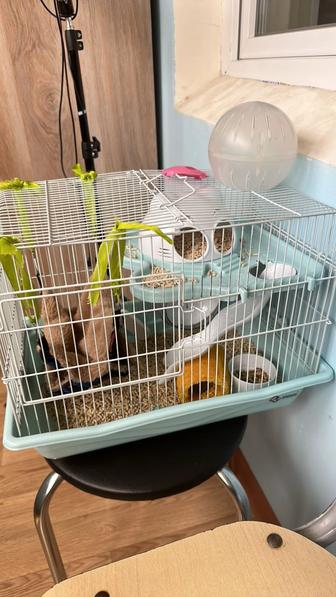 Продам клетку с хомяком