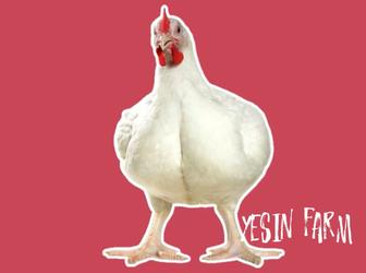 Инкубационные яйца бройлеров росс 308 сегодня