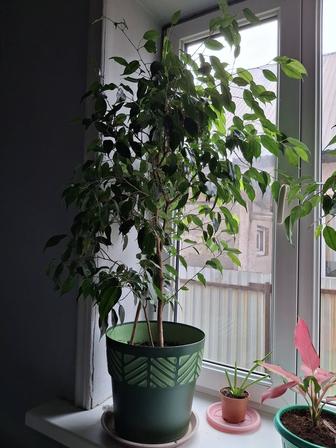 Фикус продам