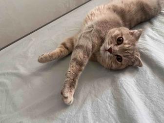 Отдам в добрые и любящие руки кошку