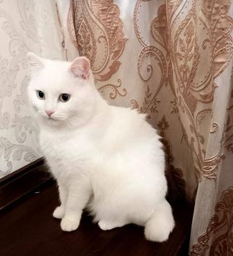 Белый Британский Кот