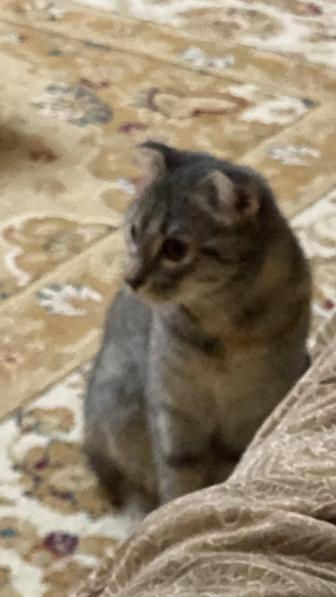 Отдам кошку в хорошие руки