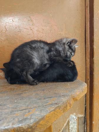 Отдам котят