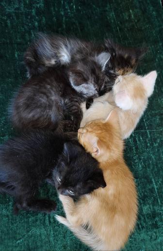 Отдам котят
