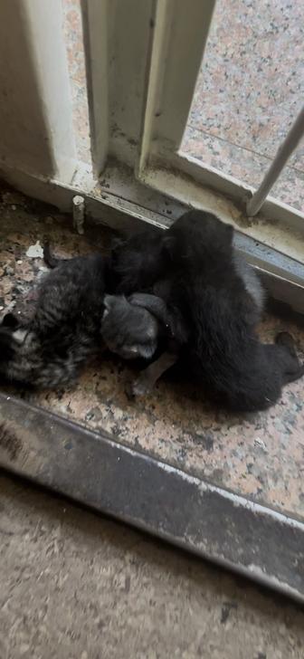 Кошки