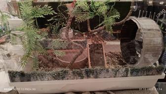 Продам хомяка в месте с боксом