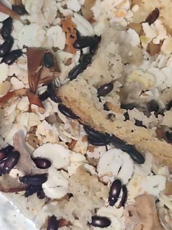 Жук знахарь