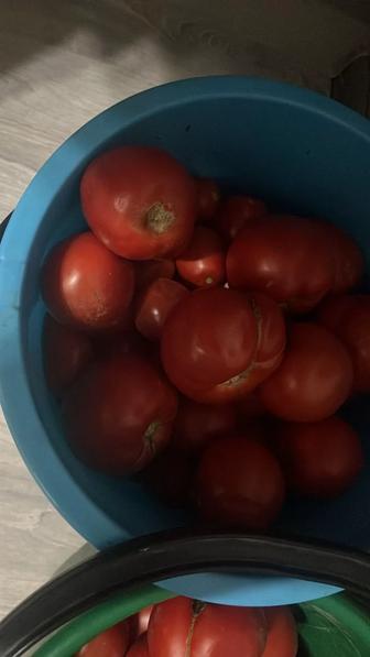 Продаю помидоры дачные