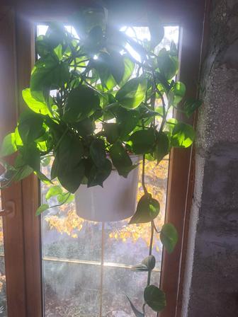 Цветы в дом