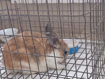 Отдам кролика