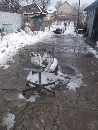 Продажа голубей