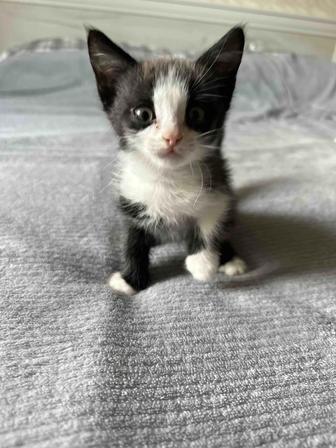 Котята в поисках дома
