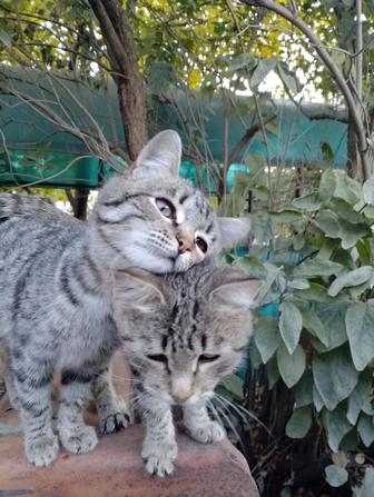 В добрые руки котята