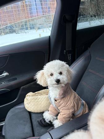 Продам мальтипу F1 мальчик, 6 месяцев