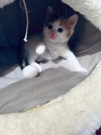 Отдам в добрые заботливые руки котенка девочка.