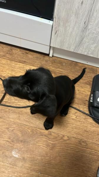 Отдам собаку бесплатно