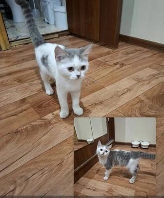 Продам котенка! Порода Британская короткошерстная. В подарок лоток и миска.