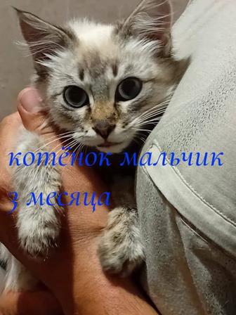 Котенок в добрые руки