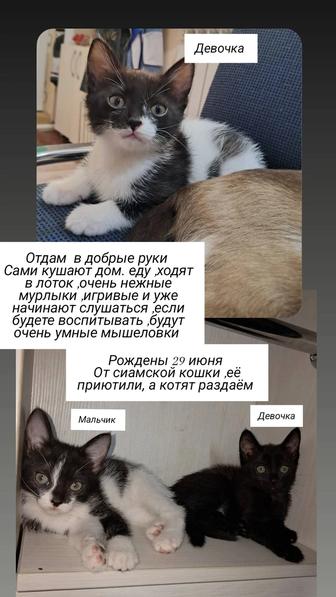 Котята даром ,рожденные 29 июня