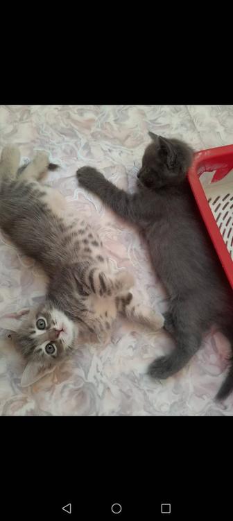 Котята домашние в любящую добрую семью