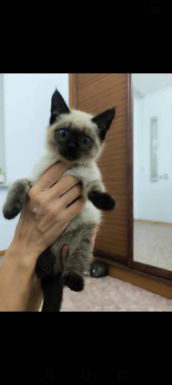 Котята домашние в любящую добрую семью