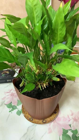 Продам домашний цветок