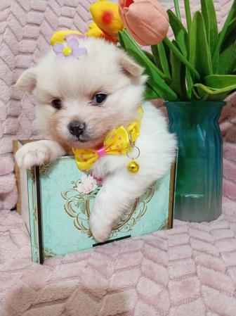 Шикарные девочки померанского шпица.Бронь. Забирать 5-6 марта