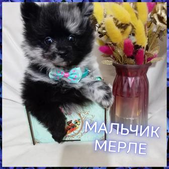 Шикарные девочка и мальчики померанского шпица.Бронь. Забирать 20-21 марта